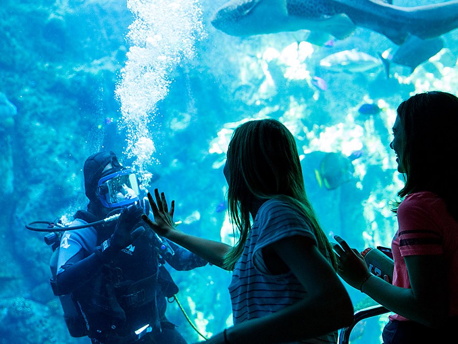 woman holding out hand to diver in tank