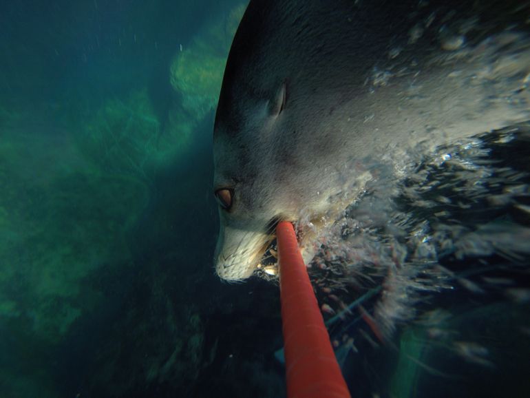 Sea Lion Selfie Stick