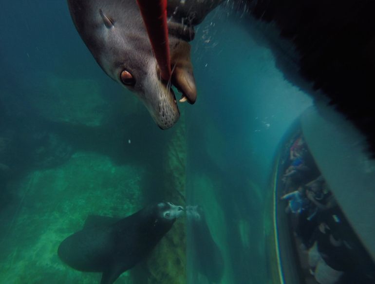 Group Shots-Sea Lion Selfie Stick