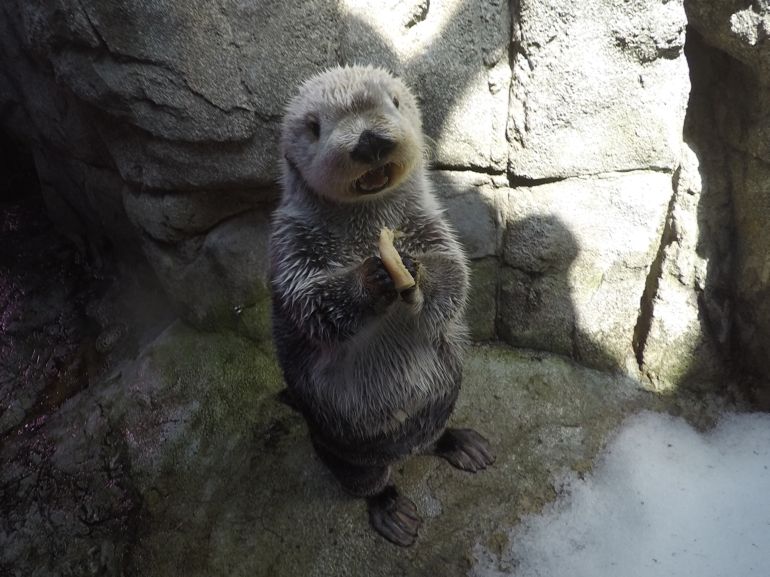 Brook: A Real Standup Otter