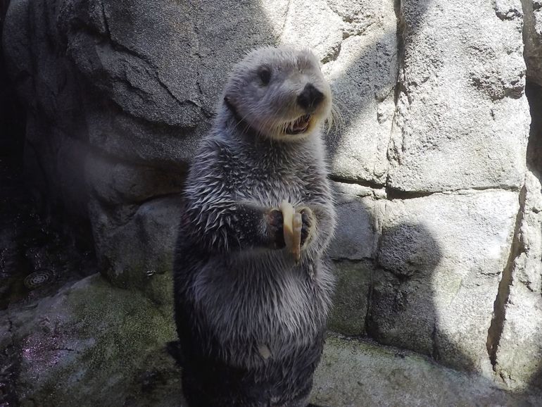 Brook: A Real Standup Otter