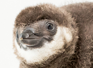 penguin chick