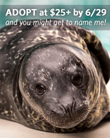 seal pup