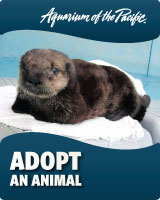 Adopt an Animal