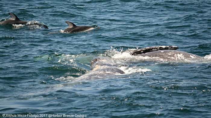 Pacific white-sided dolphin and gray whale