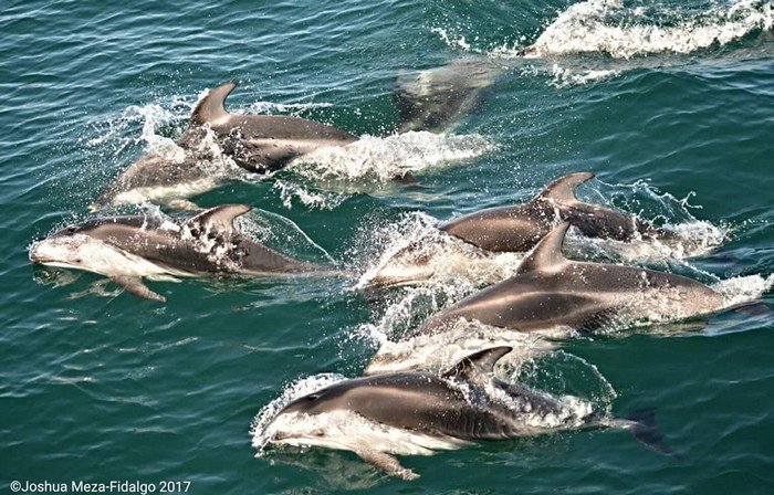 Pacific white-sided dolphins