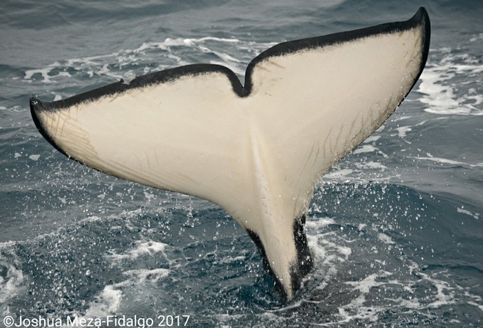 Orca fluke underside