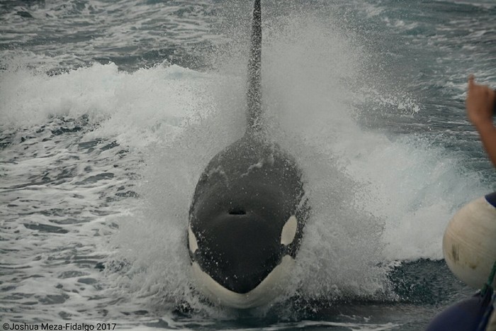 Orca porpoising in the boat