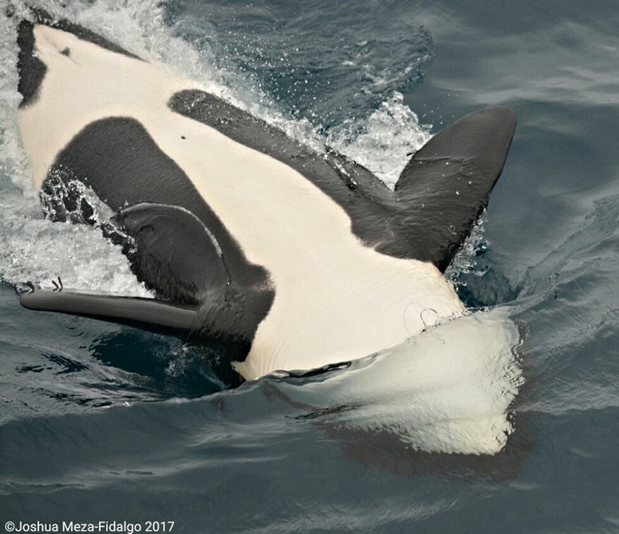 Orca playing at the surface, belly side up