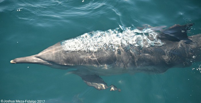 Common dolphin below the surface