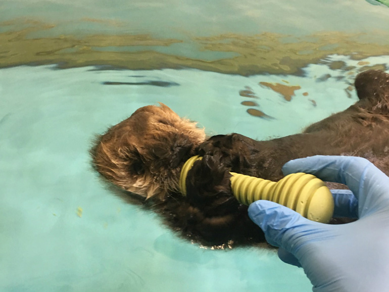 Sea otter pup with toy