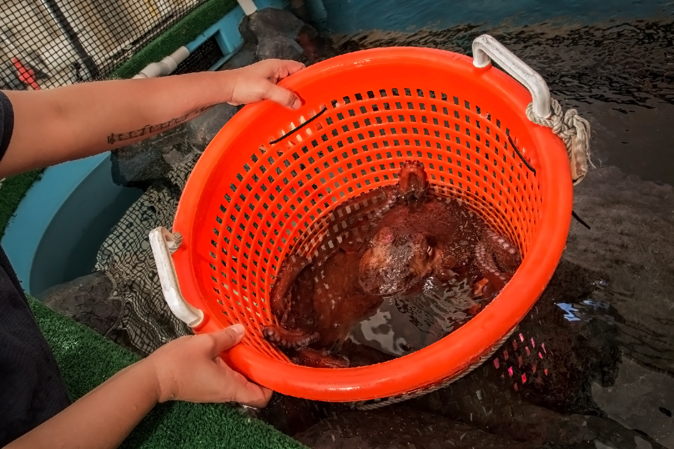 giant pacific octopus being weighed