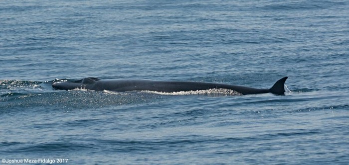 Sei whale dorsal fin and rostrum