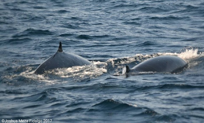 Fin whales side by side