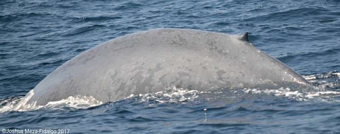 Blue whale dorsal