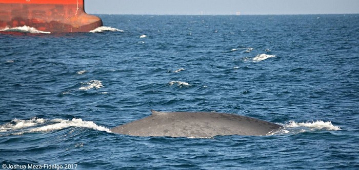 Blue whale with container ship in the background