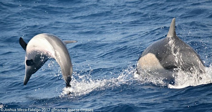 Common dolphins porpoising and playing at surface