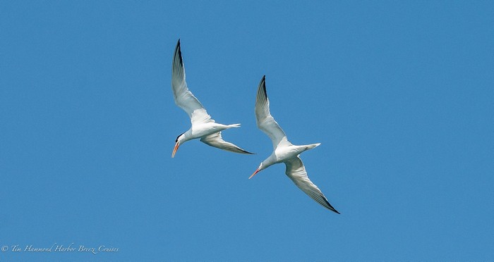 Terns in flight