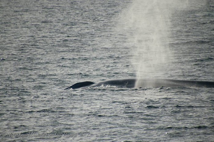 Blue whale left side and blowhole