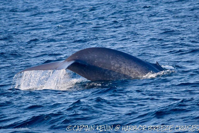 Blue whale fluke and tail stock