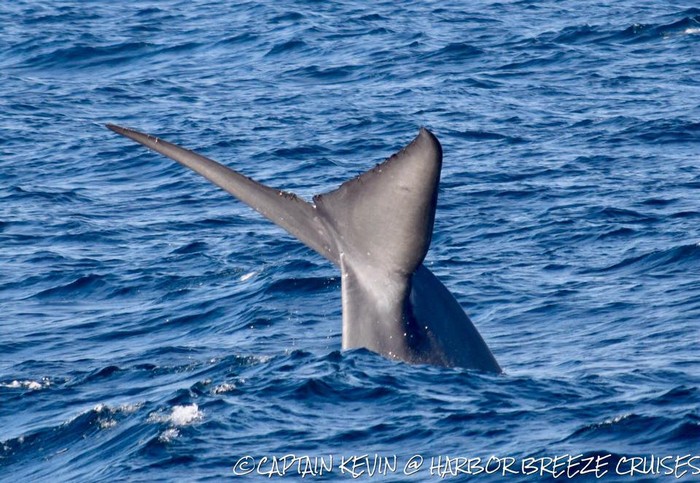 Blue whale fluke and tail stock