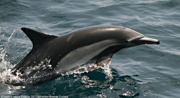 Long beaked common dolphin above the water