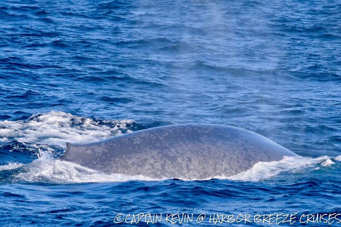 Blue whale right side and dorsal fin