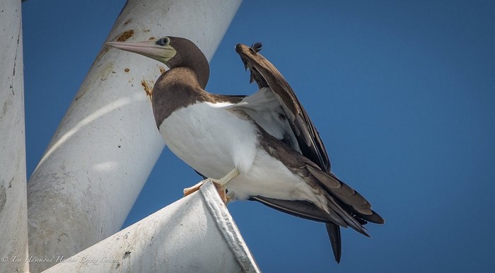 Brown booby bird on oil rig