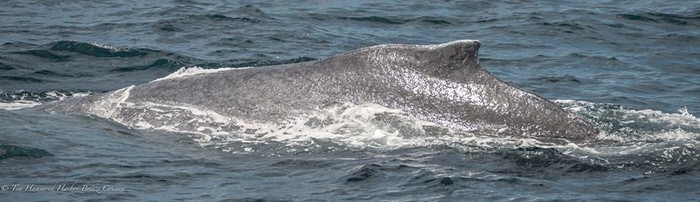 Humpback dorsal fin