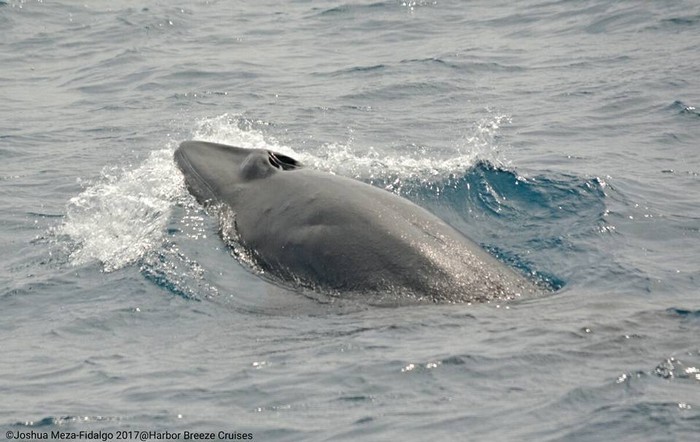 Minke whale raising chin out of water