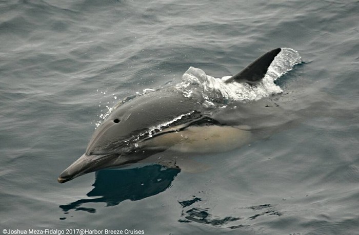 Common dolphin porpoising