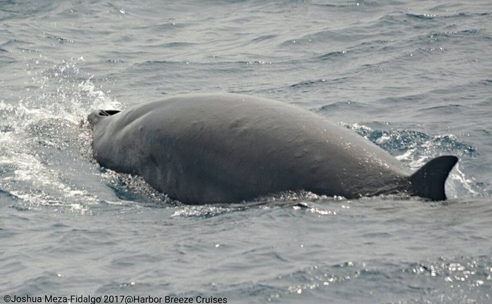 Minke whale dorsal fin at surface