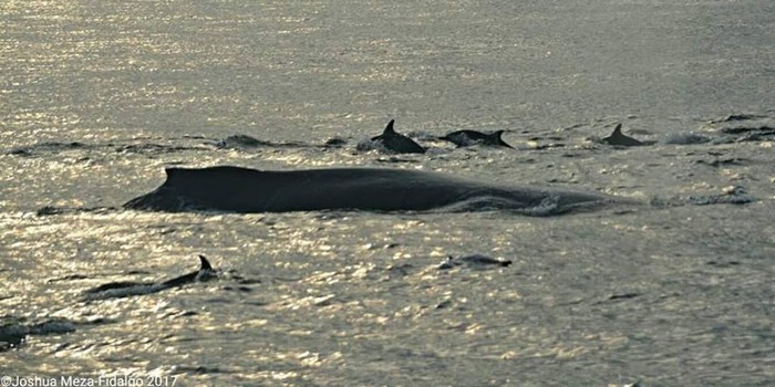 Humpback whale and dolphins in the sunset
