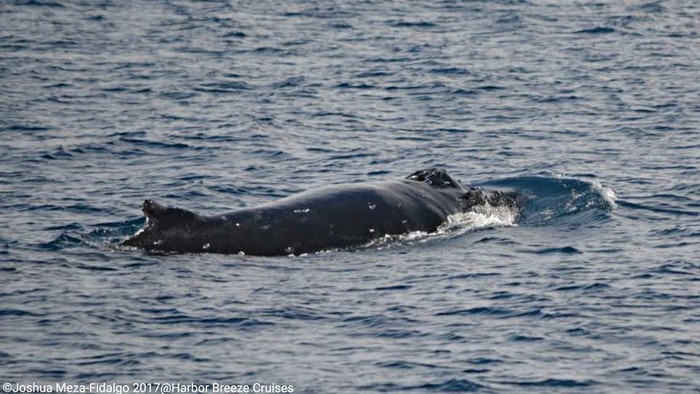 Juvenile humpback whale at surface