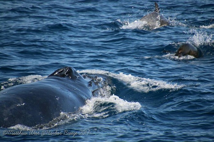 Humpback whale with common dolphin and sea lion bow riding