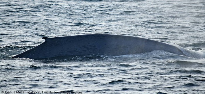 Blue whale right dorsal side