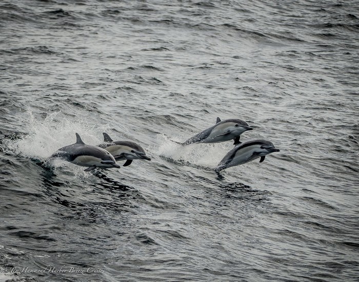 Common dolphins at the surface