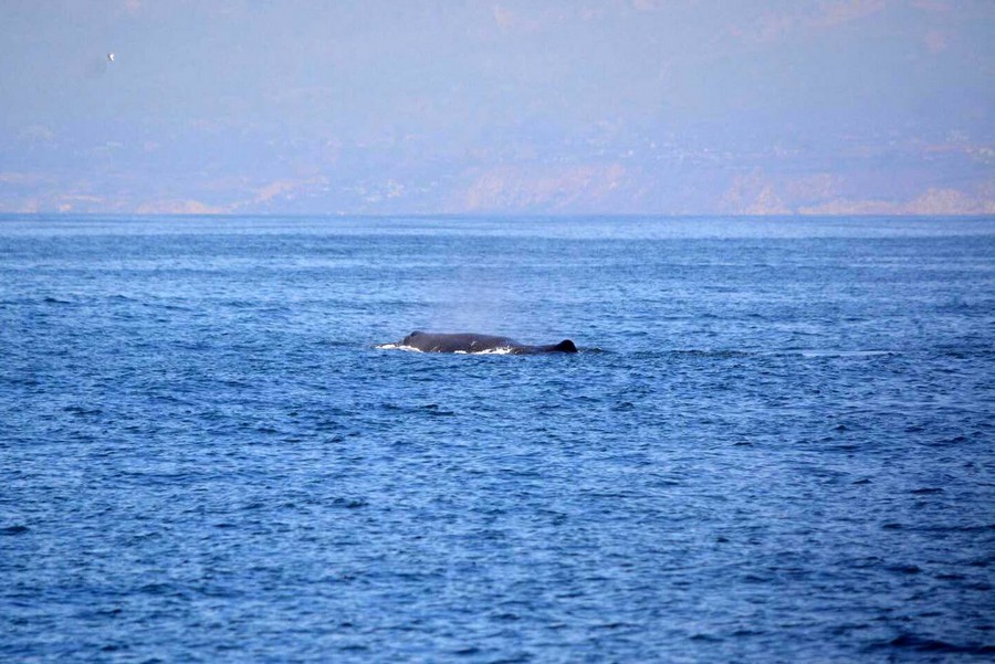 Sperm whale at a distance