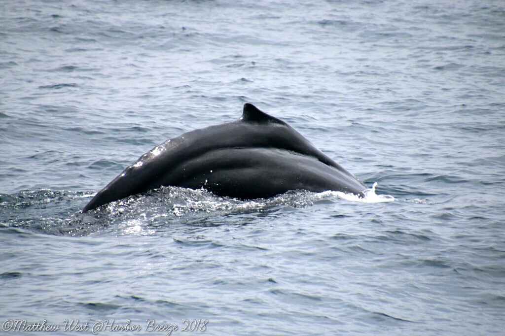 Humpback whale with distinct marks on its side