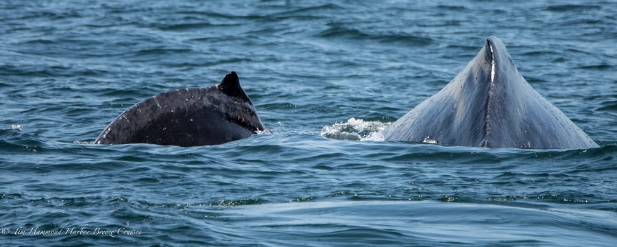 Chompers the humpback whale with calf