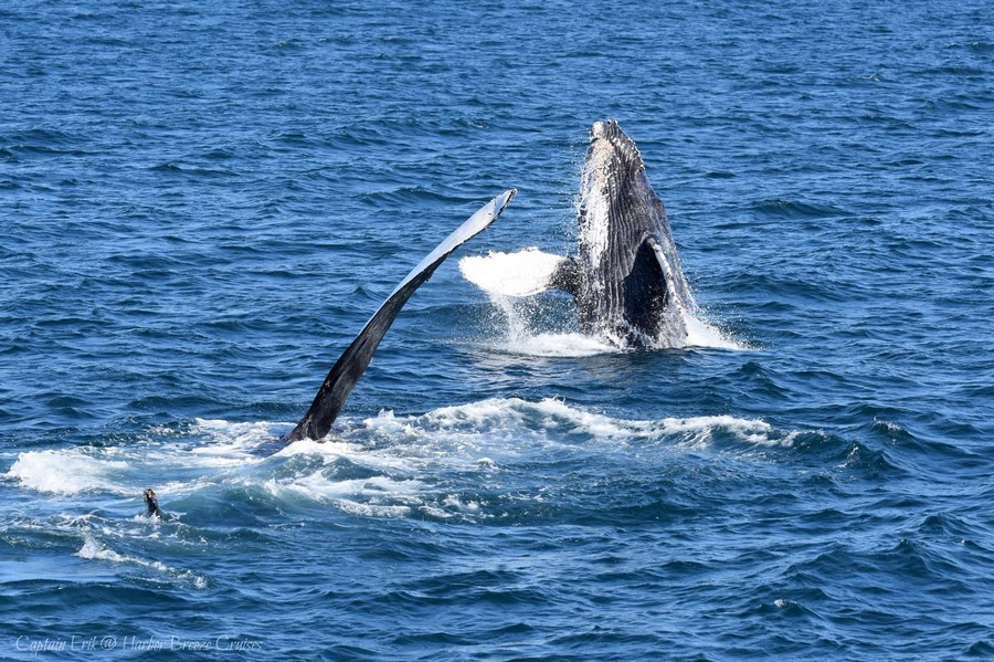 Chompers the humpback whale and breaching calf