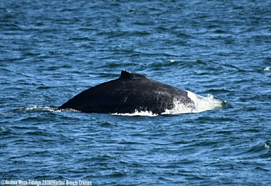 Humpback whale right side dorsal fin