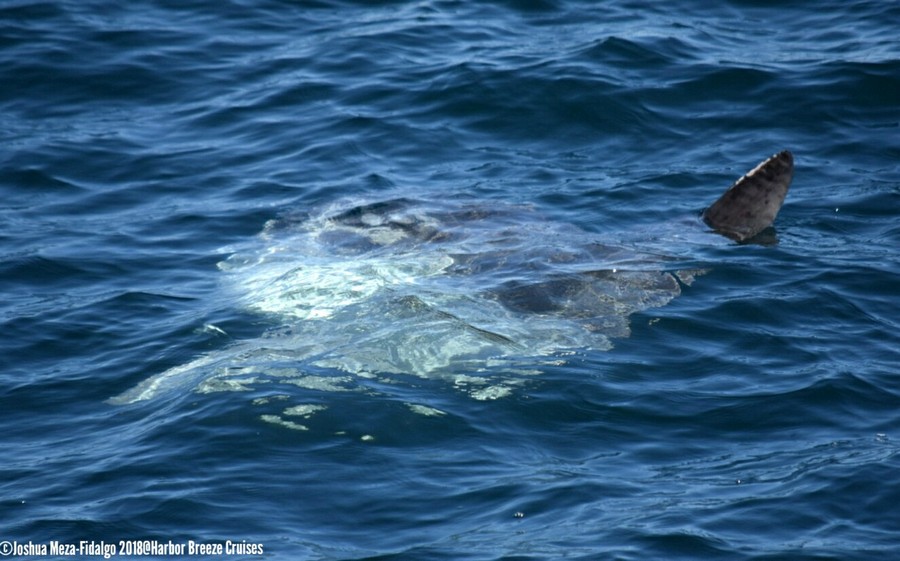 Ocean sunfish or Mola mola sun bathing at the surface