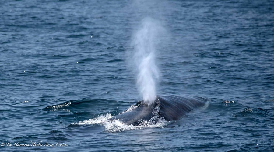 Fin whale blow and rostrum
