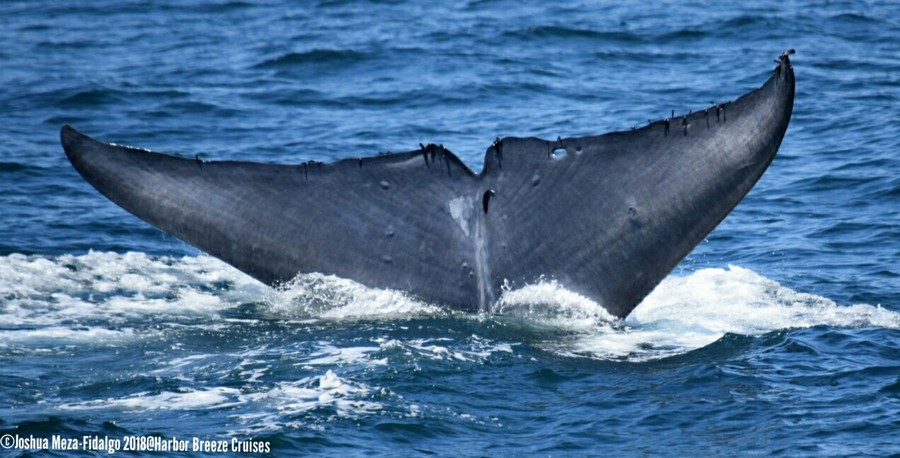 Blue whale fluke with distinct hole at the end