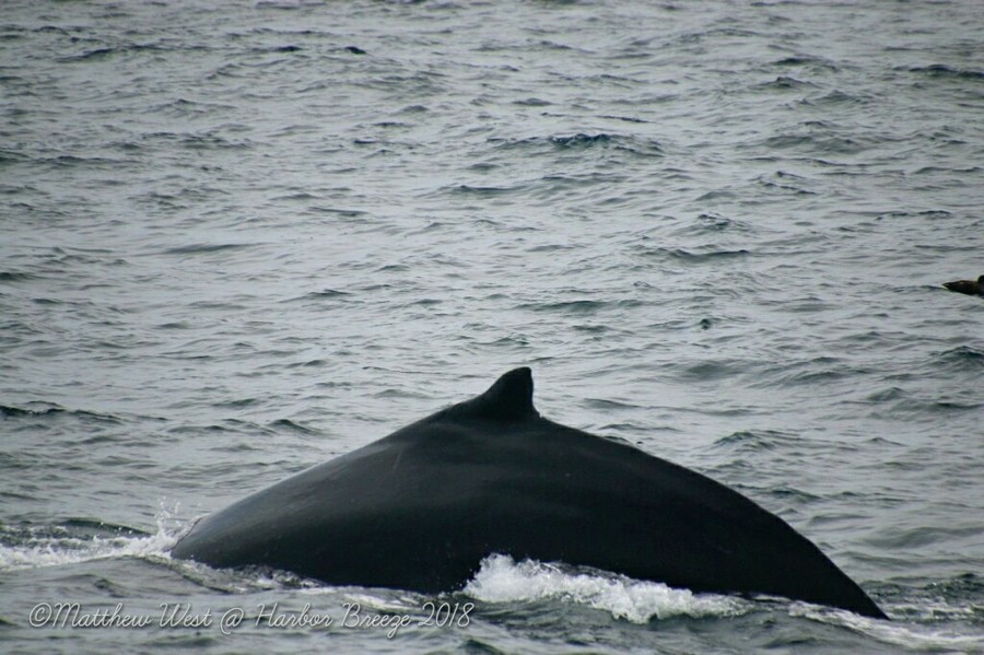 Humpback dorsal fin during dive sequence