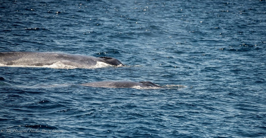 Blue whale cow/calf pair