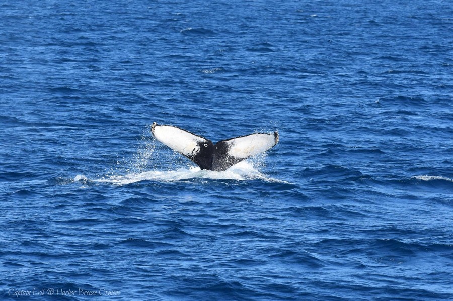 Oscar the humpback whale