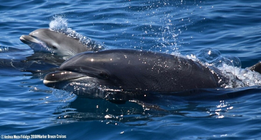 Bottlenose dolphins at the surface