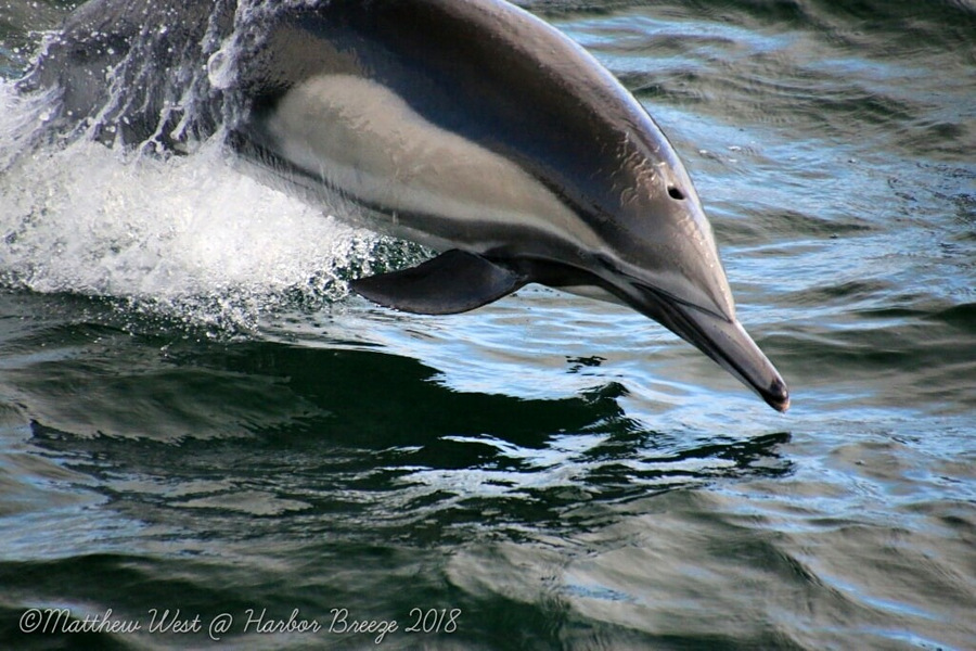Common dolphin porpoising in to the water